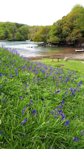 Bluebells in Cornwall | Helford River | Budock Vean Hotel