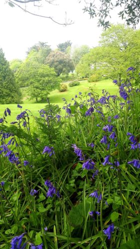 Bluebells in Cornwall | Budock Vean Hotel