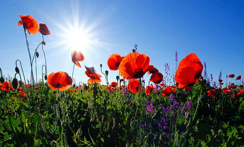 Remembrance Sunday | Budock Vean Hotel | Cornwall
