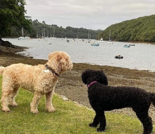 Dog Friendly Holidays in Cornwall