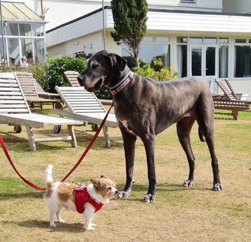 Dog Friendly Holidays in Cornwall