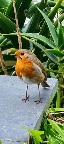 Robins at Budock Vean Hotel Cornwall