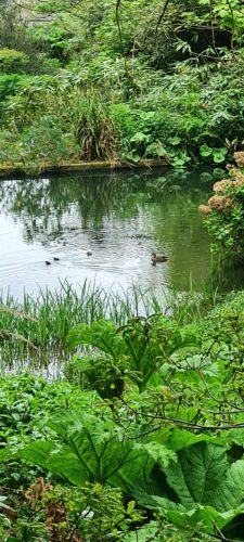 Duckinglins at Budock Vean Hotel Cornwall