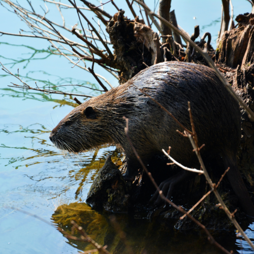 Beaver Project in Cornwall