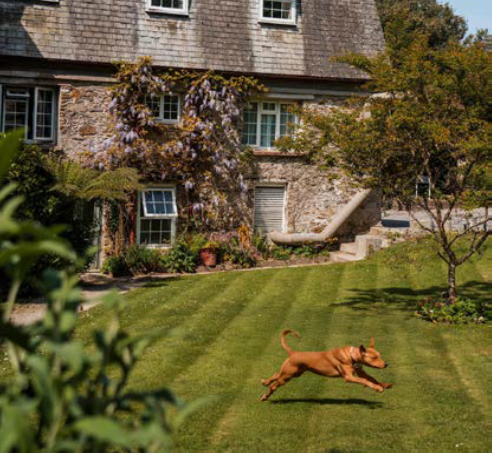 Dog at Budock Vean Hotel