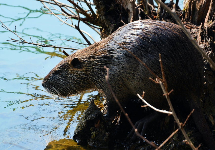 Beaver Project in Cornwall