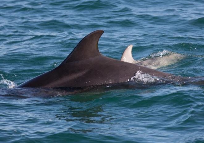 AK Wildlife Safaris Falmouth Cornwall Wildlife Break at Budock Vean Hotel Cornwall
