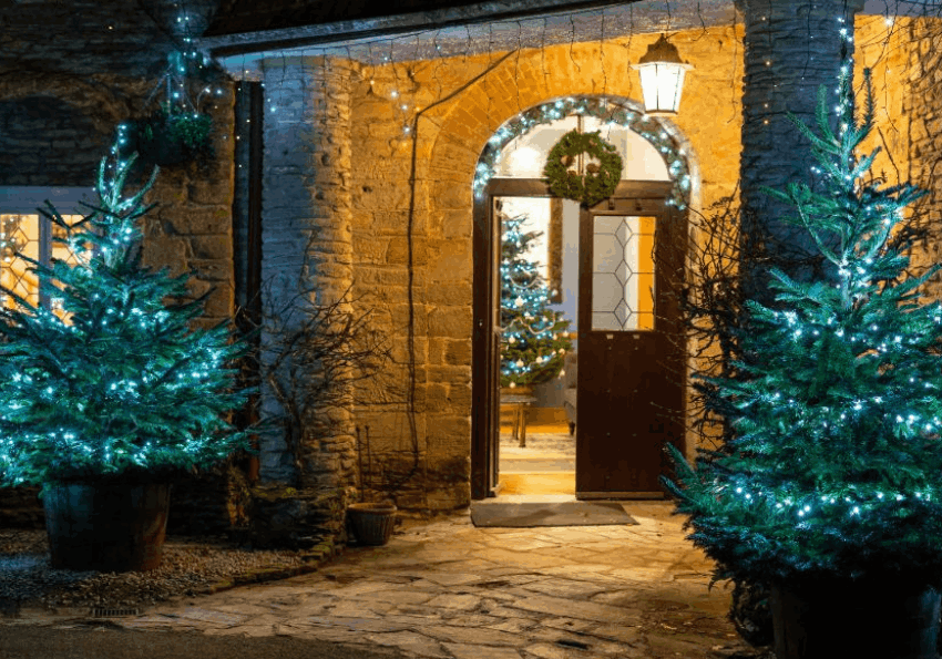 Christmas Trees at Budock Vean | Cornwall | UK
