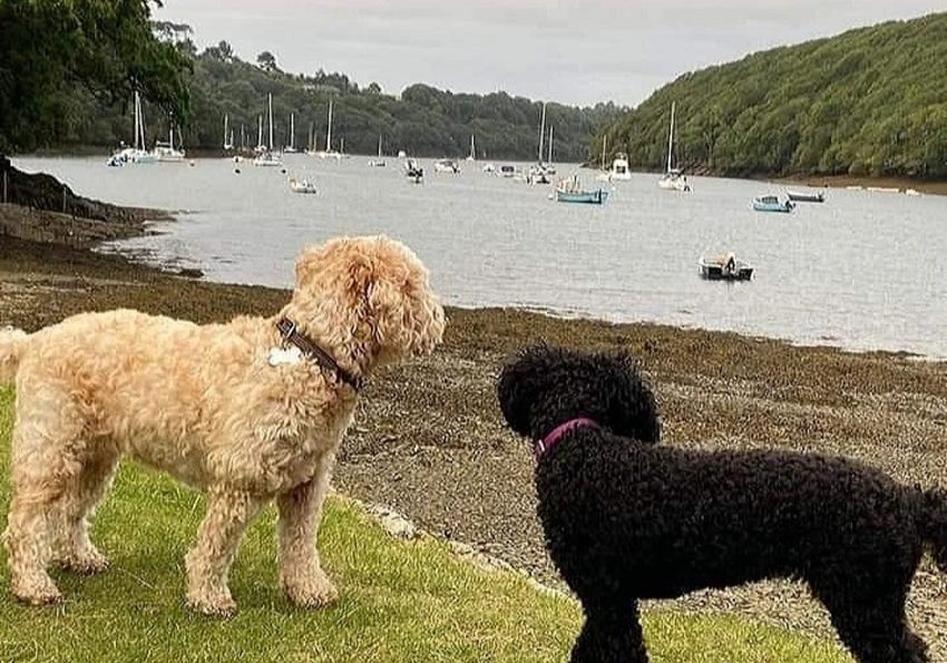 Dog Friendly Holidays in Cornwall
