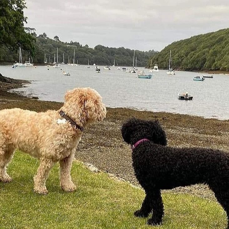 Dog Friendly Holidays in Cornwall