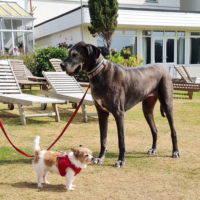 Dog Friendly Holidays in Cornwall