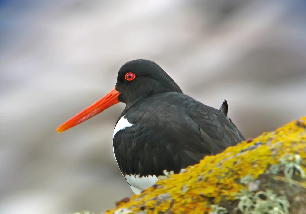 Pied Oystercatcher cDreamstime Image Library