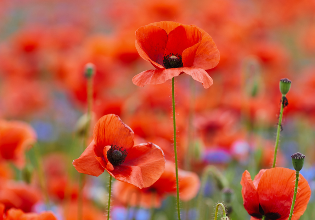 Remembrance Sunday 2023 | Budock Vean Hotel | Cornwall Remembrance Sunday 2023 | Budock Vean Hotel | Cornwall