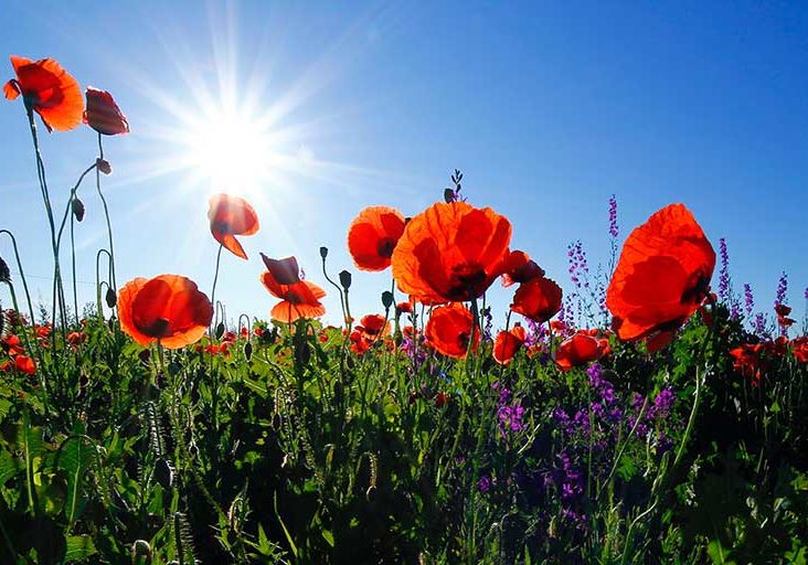 Remembrance Sunday | Budock Vean Hotel | Cornwall